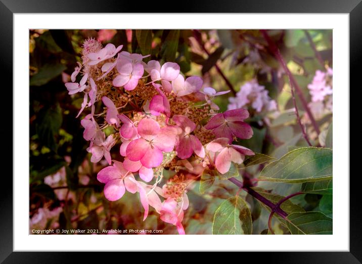 An artistic image of a pink flower of the Hydrangea shrub Framed Mounted Print by Joy Walker