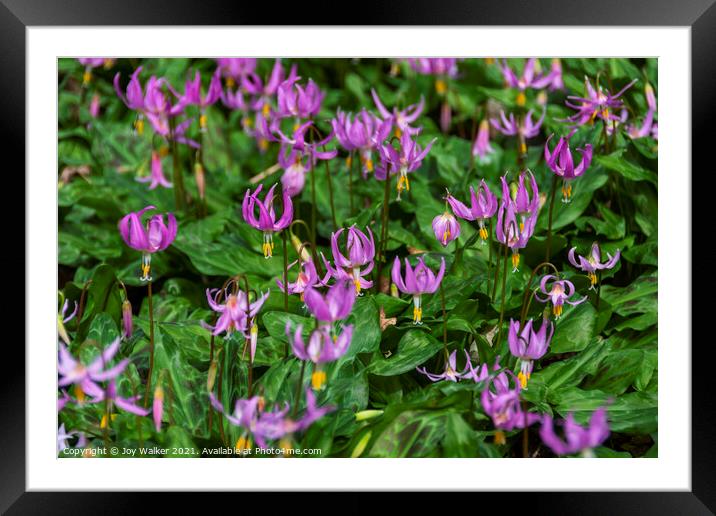A patch of Erythronium Revolutum lilies Framed Mounted Print by Joy Walker