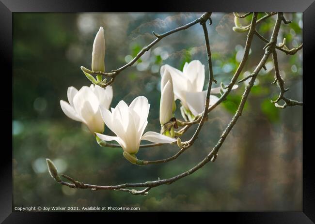 Magnolia Denudata Columbus Framed Print by Joy Walker