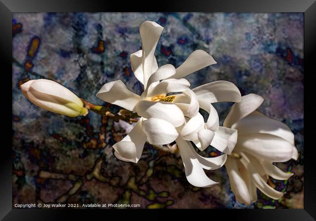 Three Magnolia blooms Framed Print by Joy Walker