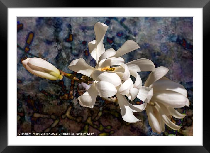 Three Magnolia blooms Framed Mounted Print by Joy Walker