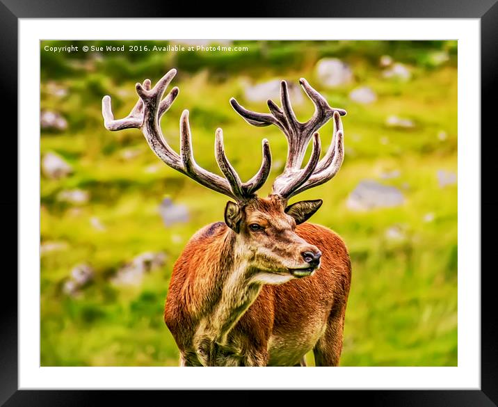 STAG WITH VELVET ANTLERS Framed Mounted Print by Sue Wood