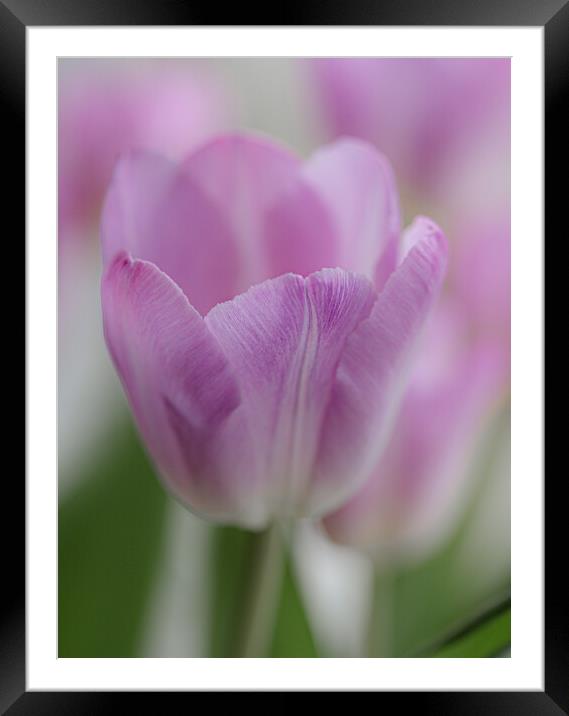 Tulip in Pastels. Framed Mounted Print by Ros Crosland