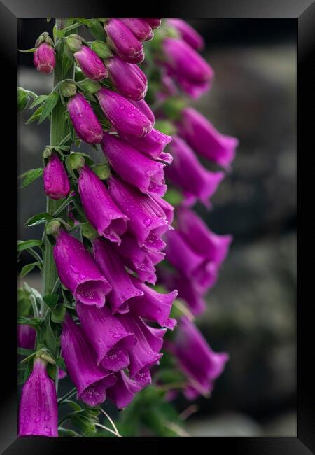 Foxgloves after rain.  Framed Print by Ros Crosland