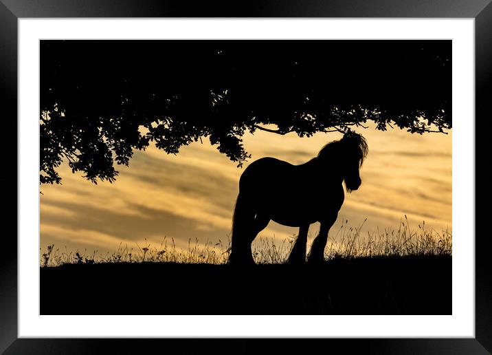 Horse Silhouette at Sunset.  Framed Mounted Print by Ros Crosland