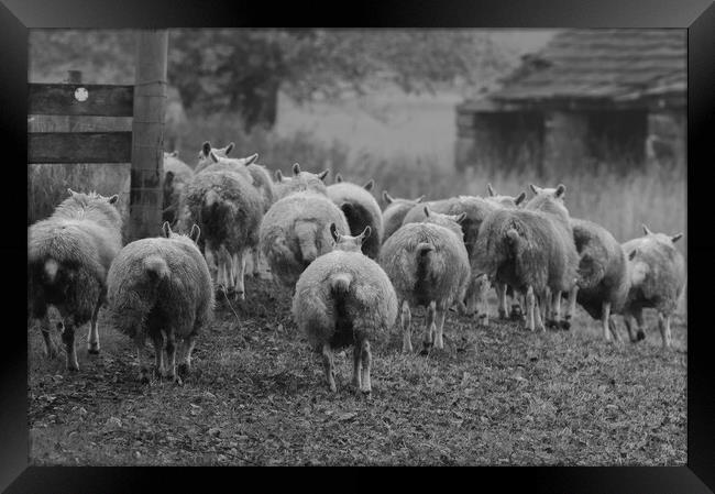 Yorkshire Flock of Sheep Framed Print by Ros Crosland