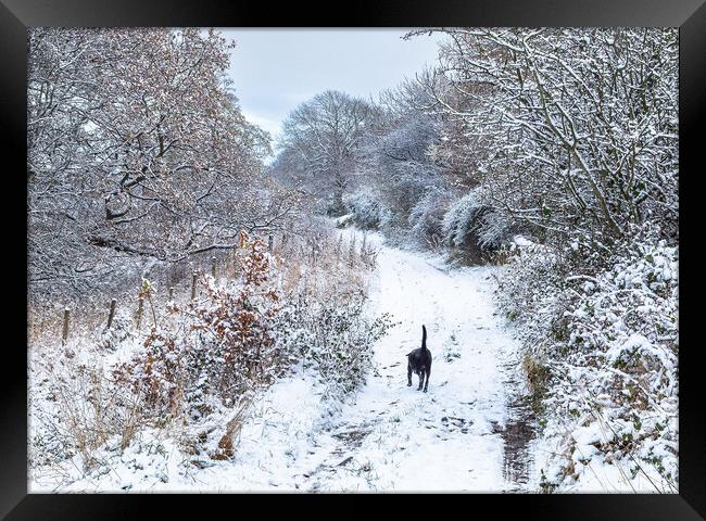 A winter dog walk.  Framed Print by Ros Crosland