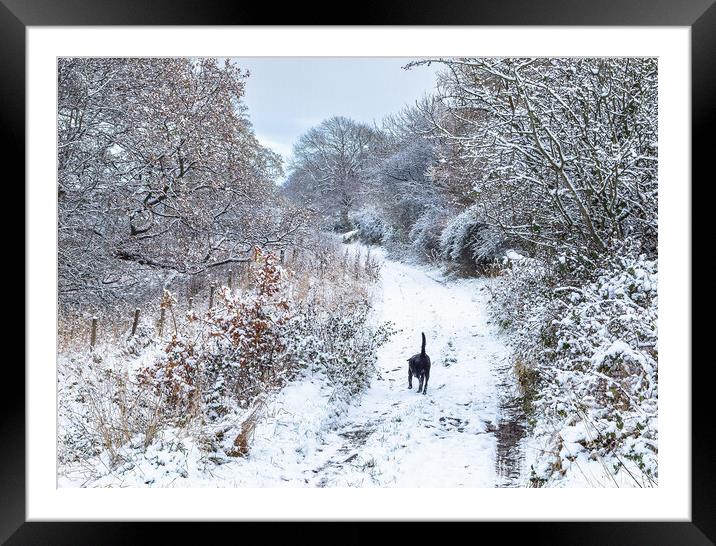 A winter dog walk.  Framed Mounted Print by Ros Crosland