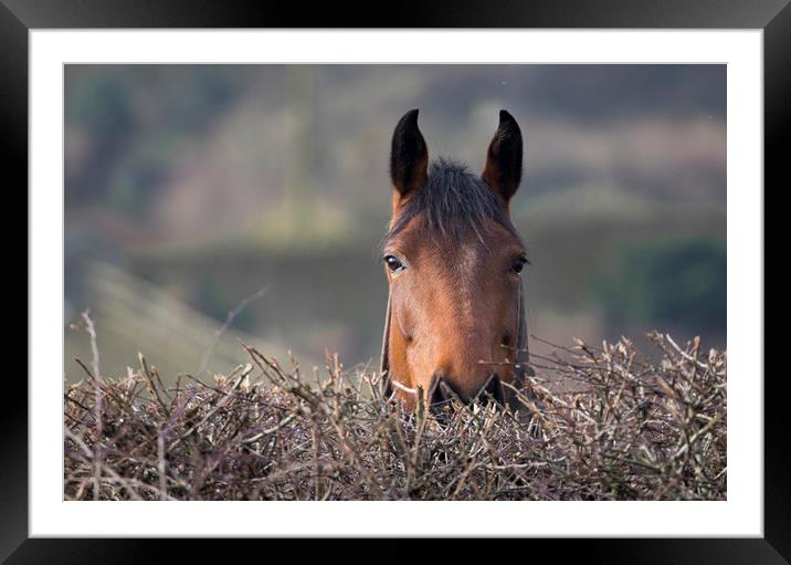Looking over the hedge Framed Mounted Print by Ros Crosland