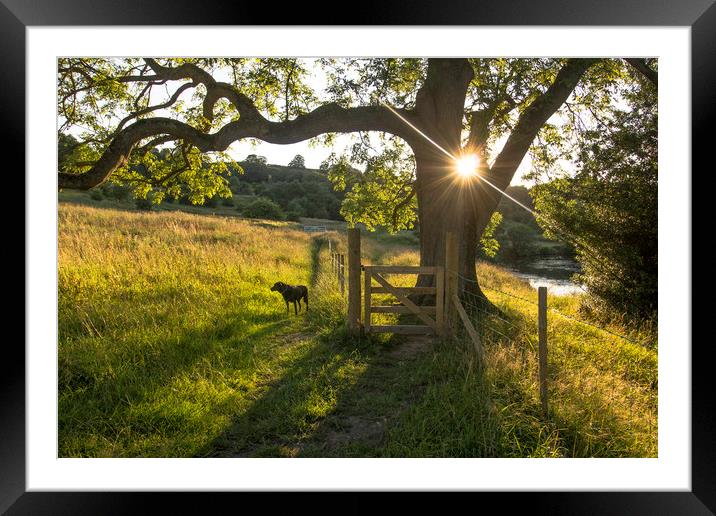 Summer Evening Dog walk Framed Mounted Print by Ros Crosland
