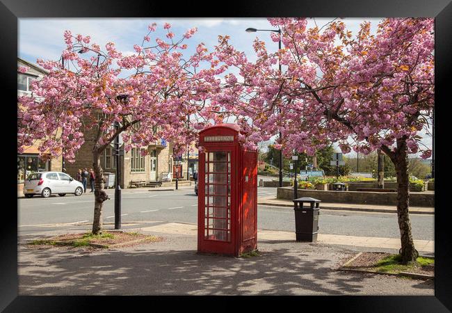 Spring Cherry Blossom around a Phone Box.  Framed Print by Ros Crosland