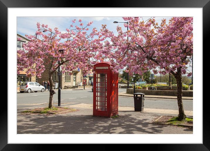Spring Cherry Blossom around a Phone Box.  Framed Mounted Print by Ros Crosland