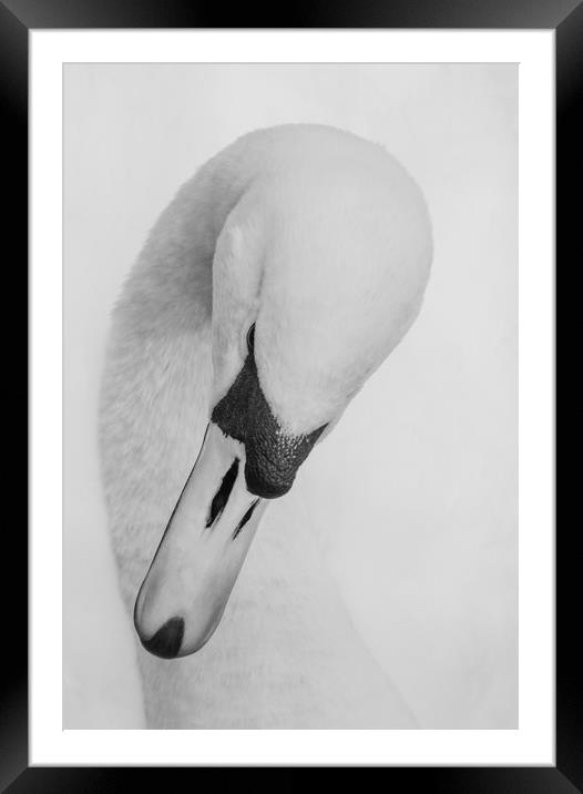 Swan Head Framed Mounted Print by Ros Crosland