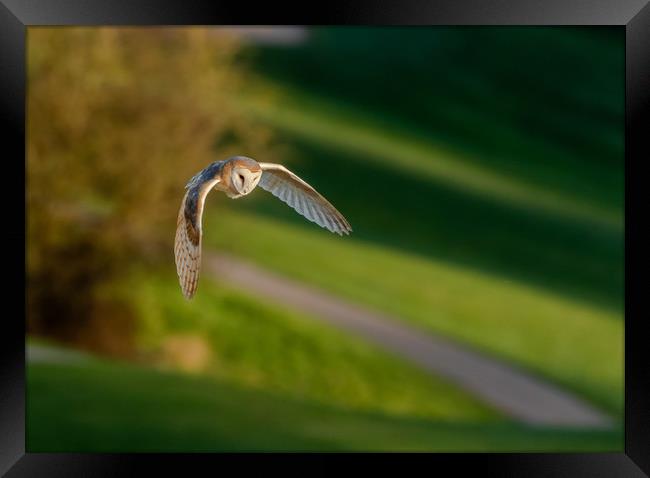 A Barn Owl in Flight in evening sunlight.  Framed Print by Ros Crosland