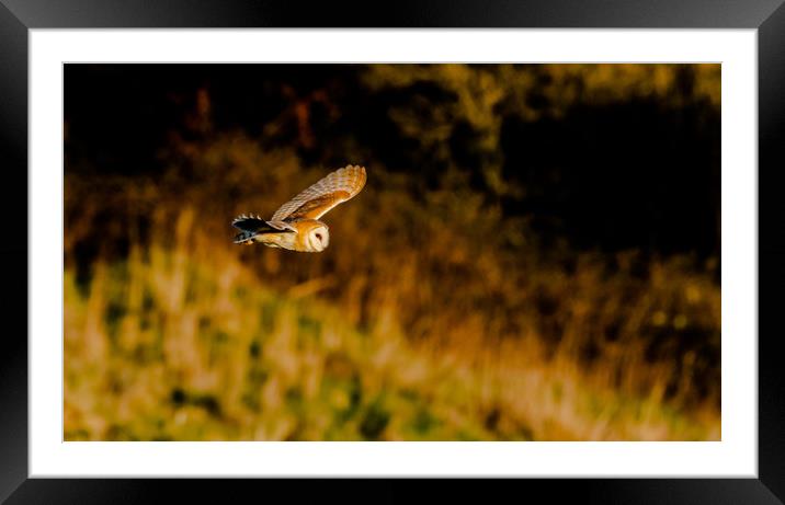 A Barn Owl in Flight in evening sunlight. Framed Mounted Print by Ros Crosland