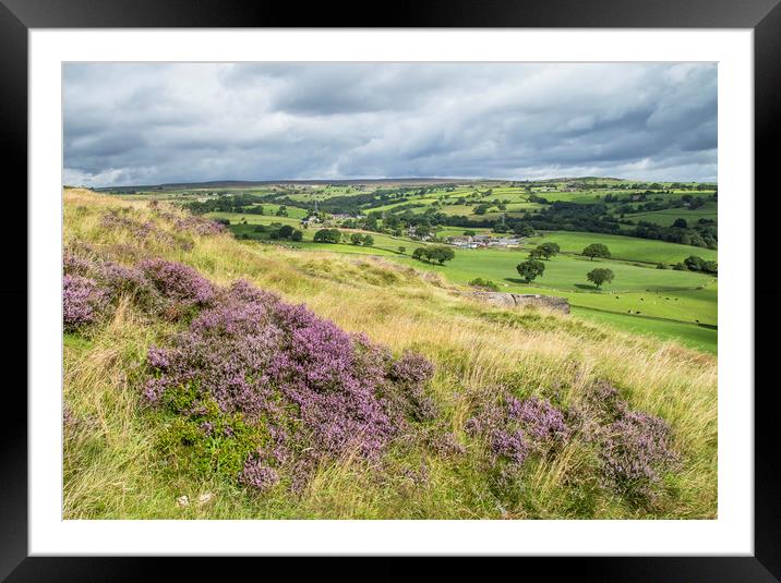 Purple heather on Baildon Moor in Yorkshire.  Framed Mounted Print by Ros Crosland