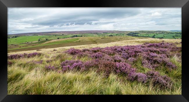 Yorkshire heathland with a mass of purple heather. Framed Print by Ros Crosland