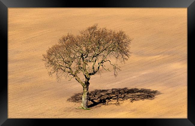 Tree Shadow Framed Print by Ros Crosland
