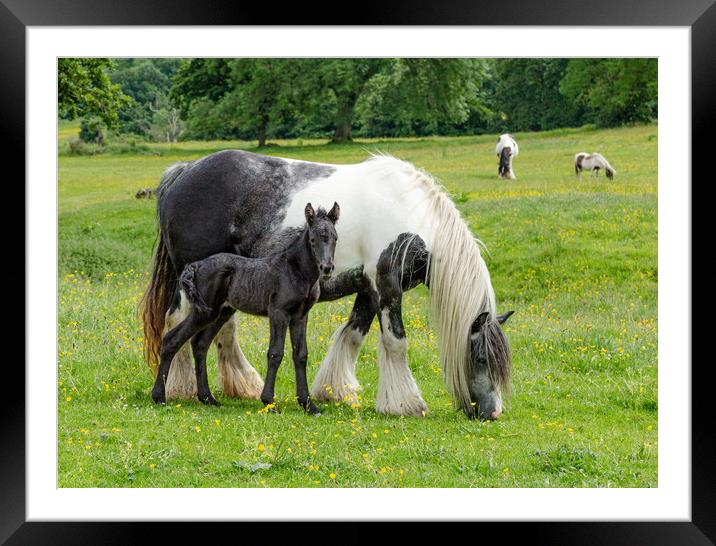 Mother with Foal Framed Mounted Print by Ros Crosland