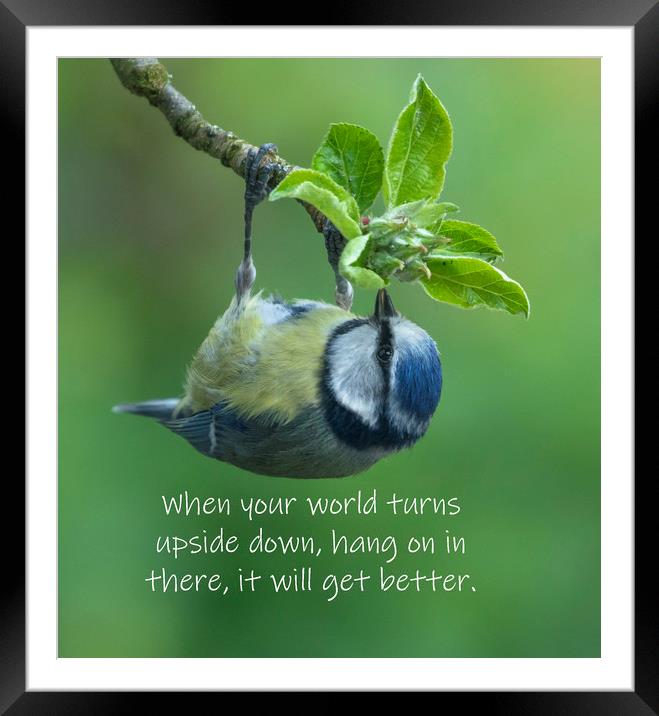 Bluetit Word Art Framed Mounted Print by Ros Crosland