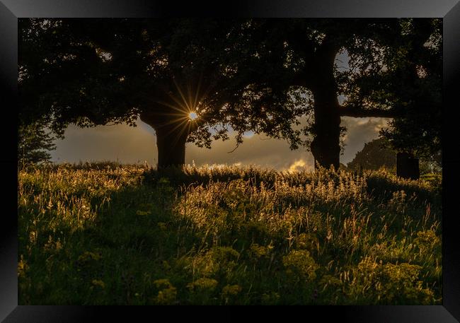 Evening Sunlight in Baildon, Yorkshire.  Framed Print by Ros Crosland
