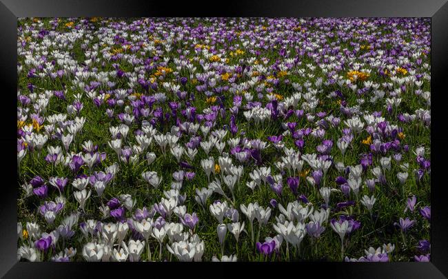 Crocus Blooms Framed Print by Ros Crosland