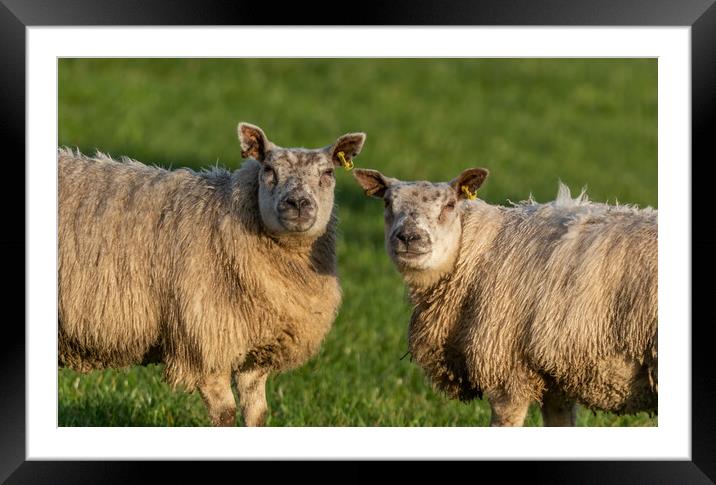 Sheep in a Yorkshire field.  Framed Mounted Print by Ros Crosland