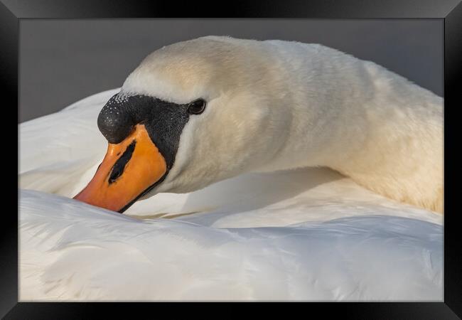 Mute swan close-up. Framed Print by Ros Crosland
