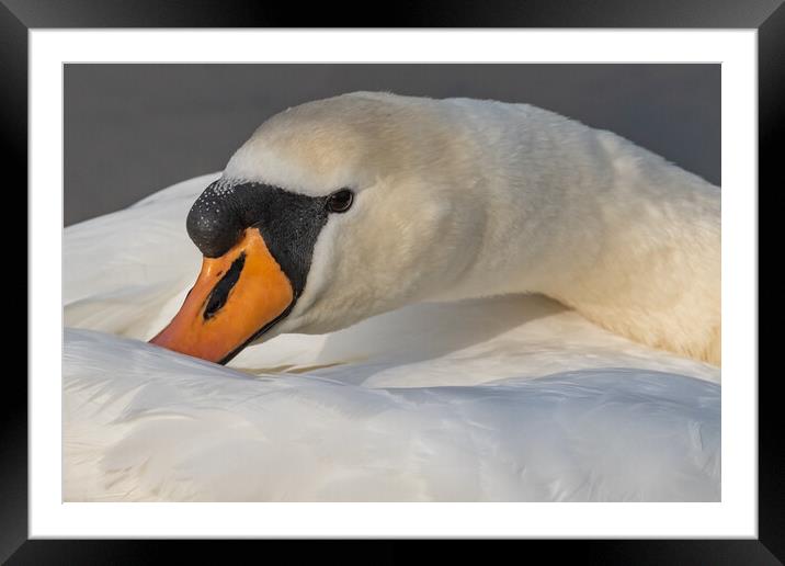 Mute swan close-up. Framed Mounted Print by Ros Crosland