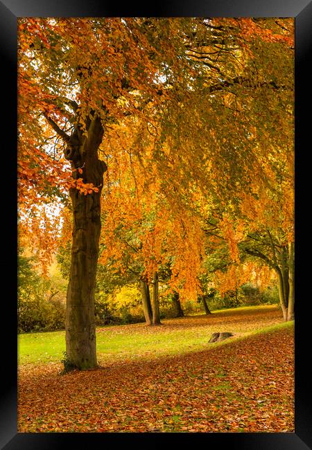 Autumn Colour Framed Print by Ros Crosland