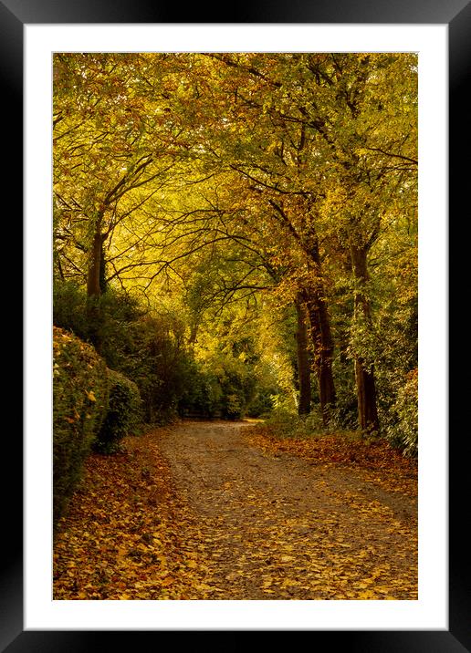 A Yorkshire lane in autumn.  Framed Mounted Print by Ros Crosland