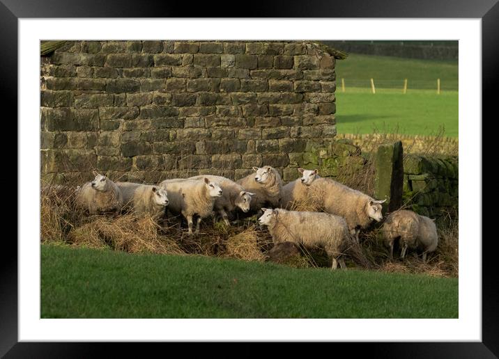 Sheep huddling together next to a barn in Yorkshir Framed Mounted Print by Ros Crosland