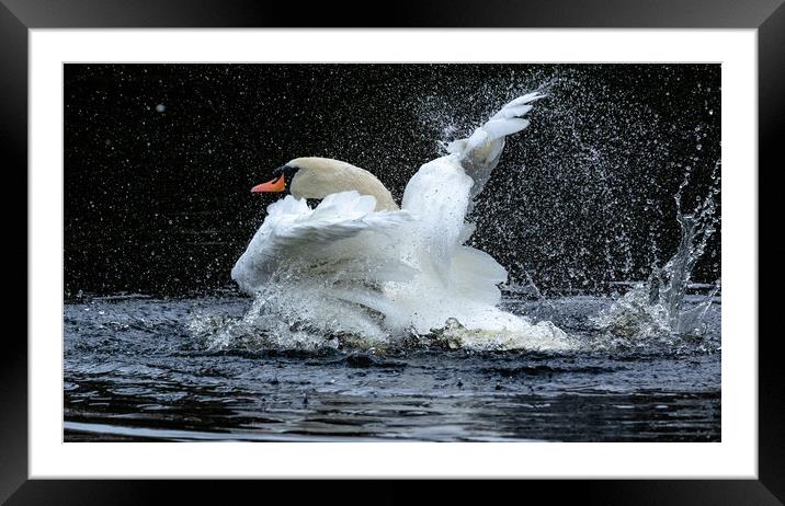 A mute swan taking a bath.  Framed Mounted Print by Ros Crosland