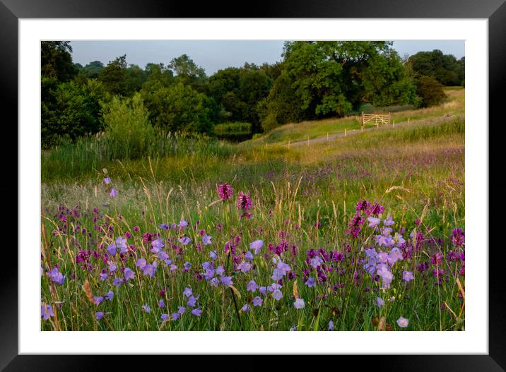 Harebells in Yorkshire countryside. Framed Mounted Print by Ros Crosland