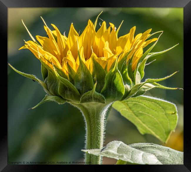 Single sunflower Framed Print by Jo Anne Keasler