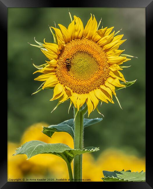 Sunflower and Bee Framed Print by Jo Anne Keasler