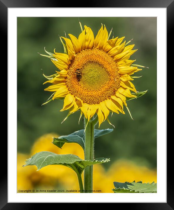 Sunflower and Bee Framed Mounted Print by Jo Anne Keasler