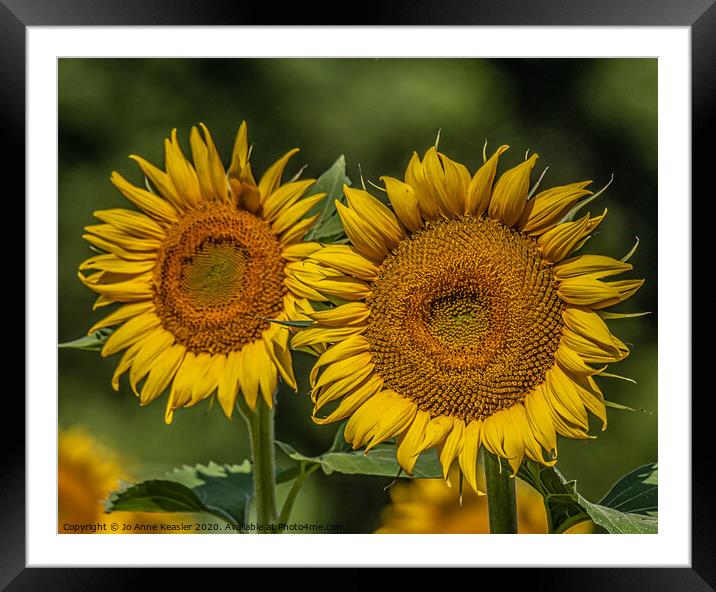 Double sunflowers Framed Mounted Print by Jo Anne Keasler