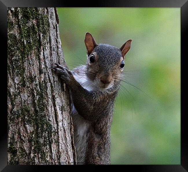 Squirrel on a tree Framed Print by Jo Anne Keasler