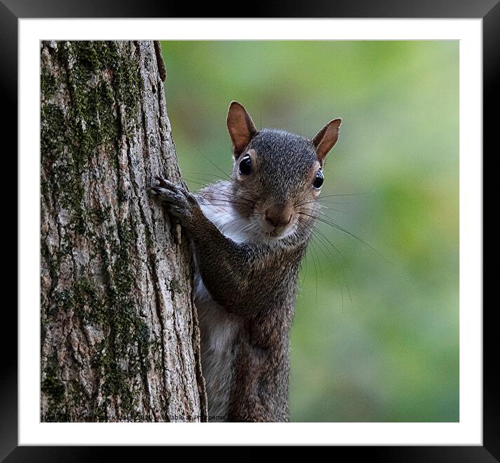 Squirrel on a tree Framed Mounted Print by Jo Anne Keasler