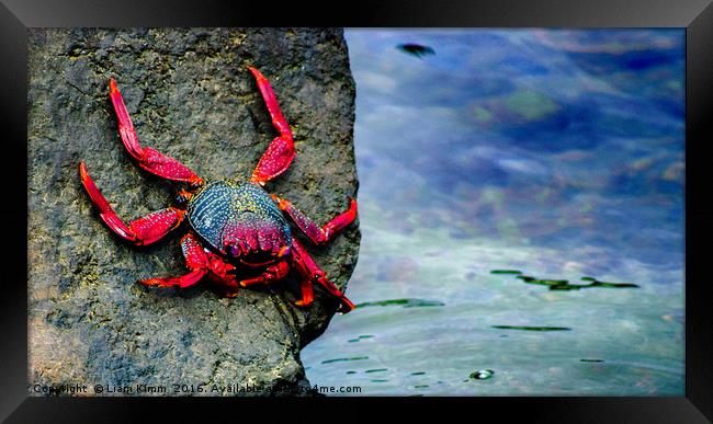 A Crabs Life.  Framed Print by Liam Kimm