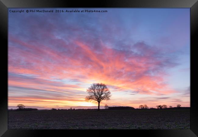 Hope and Optimism, the Pheonix Tree at Dawn Framed Print by Phil MacDonald