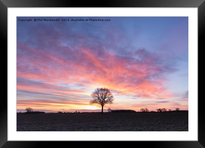Hope and Optimism, the Pheonix Tree at Dawn Framed Mounted Print by Phil MacDonald