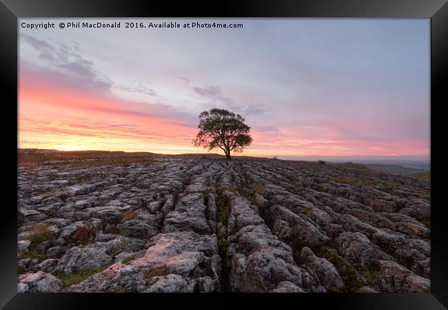 Under a Blood Red Sky, Malham Ash at Dawn Framed Print by Phil MacDonald