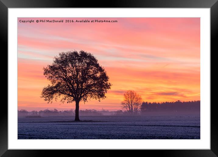 Phoenix Tree, Sunrise on the Vale of York (UK) Framed Mounted Print by Phil MacDonald