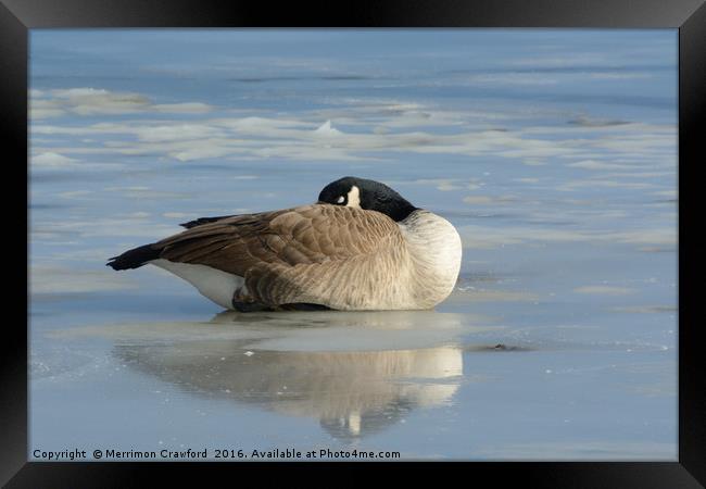 Canada Goose resting on frozen lake Framed Print by Merrimon Crawford