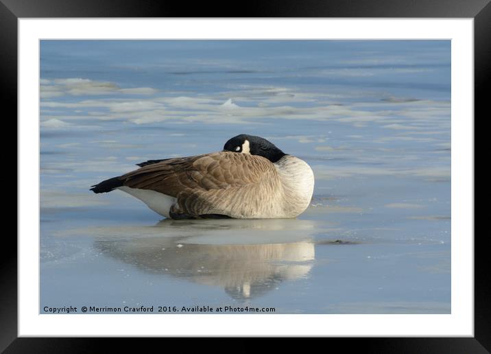 Canada Goose resting on frozen lake Framed Mounted Print by Merrimon Crawford
