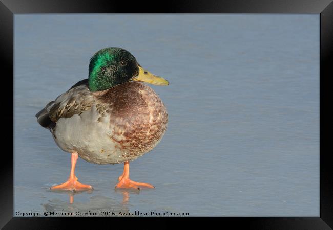 Aging stately Mallard duck drake Framed Print by Merrimon Crawford