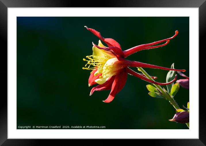 Colorado Columbine flower Framed Mounted Print by Merrimon Crawford