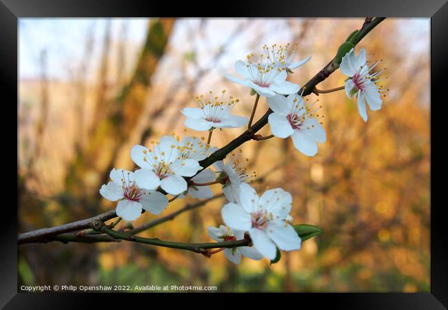 Spring Blackthorn Flowers Framed Print by Philip Openshaw
